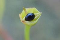 Montia fontana subsp. amporitana