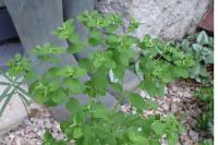 Euphorbia peplus