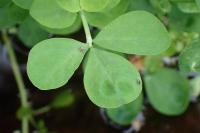 Lotus pedunculatus