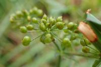 Berula erecta