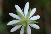 bota