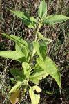 Helianthus tuberosus