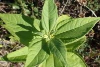 Helianthus tuberosus