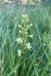 Platanthera chlorantha