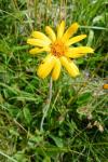 Arnica montana