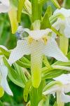 Platanthera chlorantha