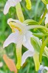 Platanthera chlorantha