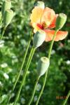 Papaver dubium