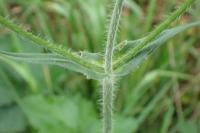 Knautia dipsacifolia