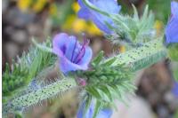 Echium vulgare
