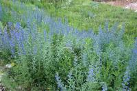 Echium vulgare