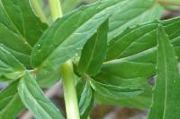 Epilobium ciliatum