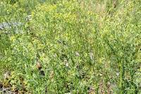 Senecio sylvaticus