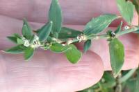 Polygonum aviculare