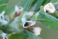 Polygonum aviculare