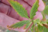 Potentilla norvegica