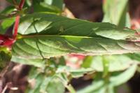 Epilobium parviflorum