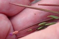 Epilobium parviflorum