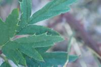 Rubus laciniatus