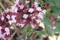 Origanum vulgare