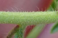 Dittrichia graveolens
