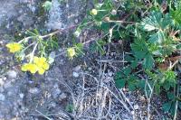 Potentilla argentea
