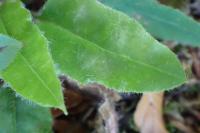 Hieracium murorum