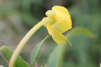 Oenothera deflexa