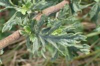 Jacobaea erucifolia