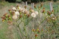 Jacobaea erucifolia