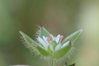 Stellaria media