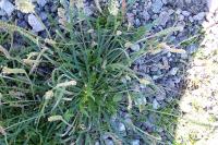 Plantago coronopus