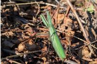 Mantis religiosa