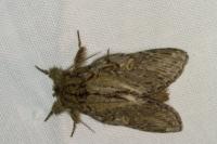 entomo