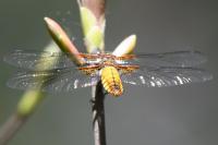 Libellula depressa