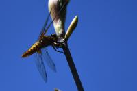 Libellula depressa