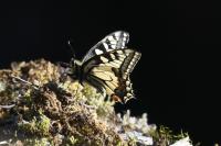 Papilio machaon