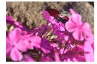 Macroglossum stellatarum