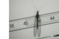 entomo