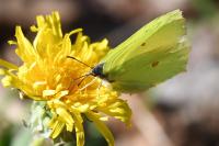 Gonepteryx rhamni