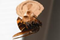 Vespa velutina