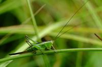 Conocephalus fuscus