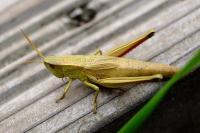 Chrysochraon dispar