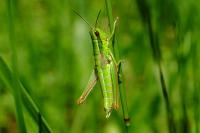 Euthystira brachyptera