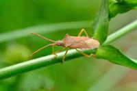 Gonocerus acuteangulatus