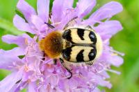 Trichius fasciatus