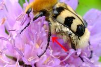 Trichius fasciatus