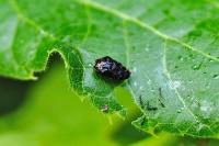 Trachys minutus
