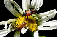 Stenurella bifasciata