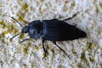 Silpha tristis